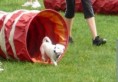 /album/zacatky-agility/agility-7-jpg/